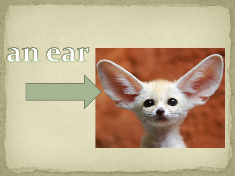 an ear